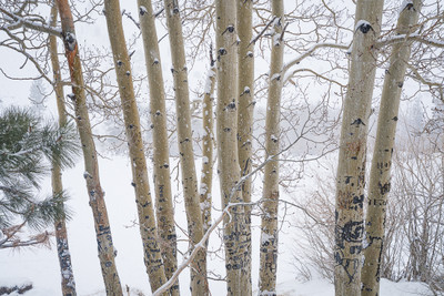 Winter Aspens - Intake 2