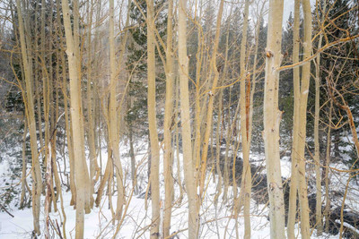 Aspens in Early Spring