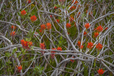 Stunning Indian Paintbrush