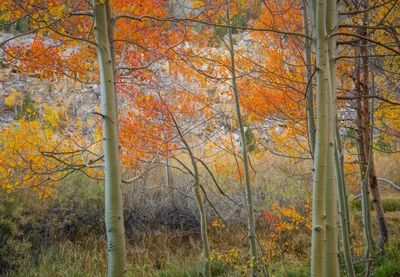 The First Hints of Autumn
