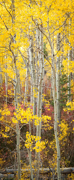 Lee Vining Aspens and Color