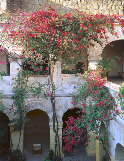 Bougainvillea Del "Hotel El Camino Real"