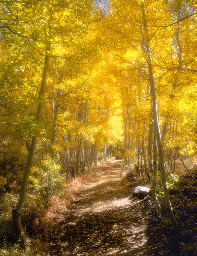 Parcher's Lane Autumn Aspen