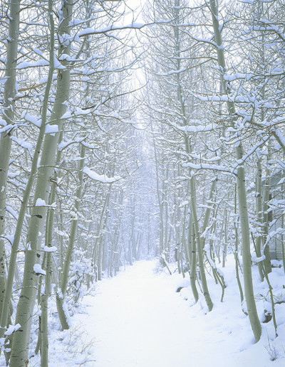 Parcher's Lane Winter Aspen