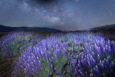 Lupines and the Milky Way in the Owens Valley