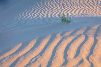 The Dunes of Guadalupe NP