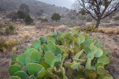Prickly Pear Cactus - Opuntia Cactus