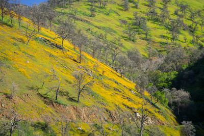 Super Bloom 2022 #6