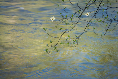 Dogwoods and the Merced River