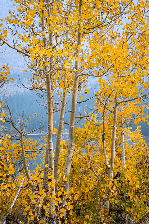 Autumn in the Sierra Nevada