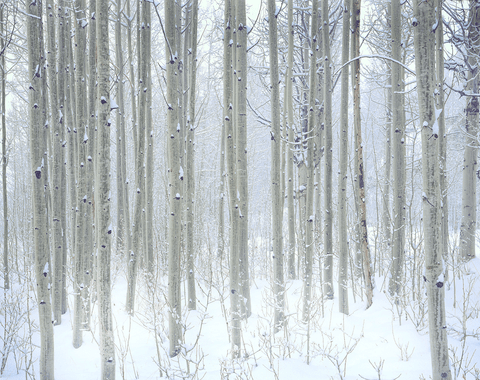 Winter Aspen - Eastern Sierra