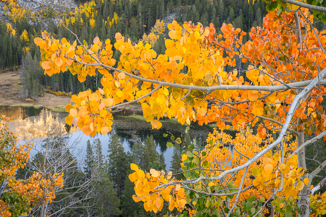 autumn Rock Creek Autumn Aspen #2 - Vern Clevenger Photography