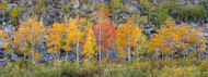 Pano, Peak Color, Bishop Crrek