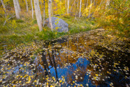 South Fork Autumn Details