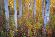 Rock Creek Autumn Aspen