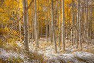 First Snow Aspen