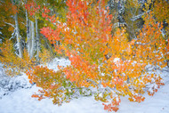 Fiery Aspen - Eastern Sierra