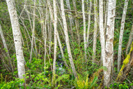 A Springtime Alder Grove