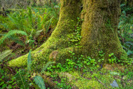 Closeup of Prairie Creek