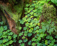 Closeup of Prairie Creek #2