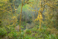 Afternoon along Prairie Creek