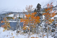 First Snowfall and Rock Creek Autumn Aspen