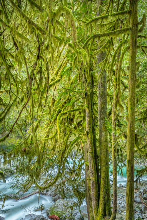 Trees and Moss Nooksack River Vern Clevenger Photography