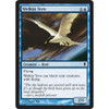 Welkin Tern | Zendikar