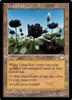Lotus Vale