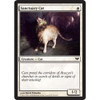 Sanctuary Cat