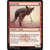 Jackal Pup