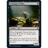Drainpipe Vermin
