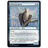 Pilfering Hawk