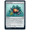 Lotus Bloom