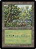 Forest (Arena 1996) | Promotional Cards