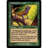 Basking Rootwalla