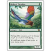 Birds of Paradise