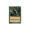 Grizzly Bears