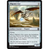 Pilgrim's Eye