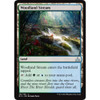 Woodland Stream