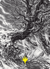 Forest (#81) Art Card (Gold Signature)