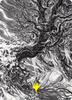 Forest (#81) Art Card (Gold Signature)