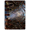 Kaldheim Art Card: Skemfar Elderhall (Gold Signature)