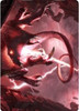 Zendikar Rising Art Card: Thundering Rebuke