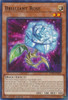 POTE-EN021 Brilliant Rose