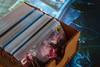 Box Insert – Abyss + expansions