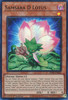 PHNI-EN003 Samsara D Lotus