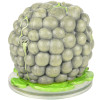 Phandelver and Below: The Shattered Obelisk - Encephalon Cluster (#33)