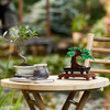 Bonsai Tree Building Kit 10281