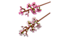 Cherry Blossoms Flowers Decor Set 40725 [Not Mint]